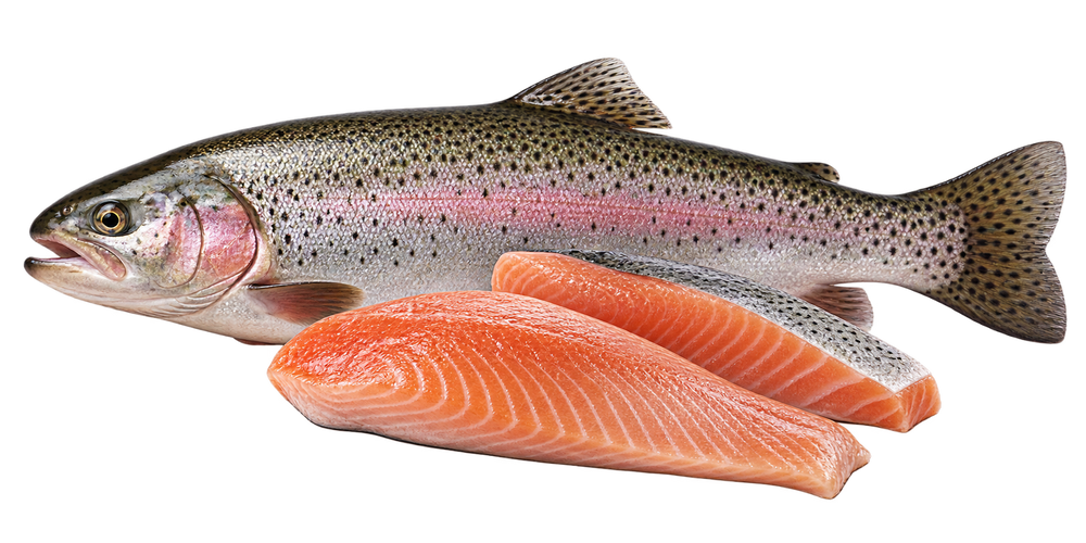 White Fish